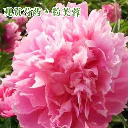 观赏芍药苗基地_观赏芍药苗价格_观赏芍药栽植苗木选择