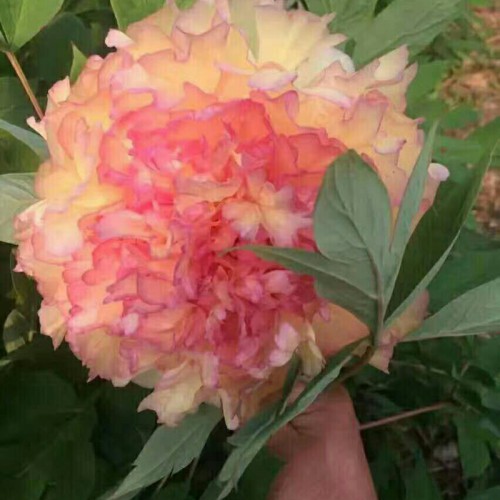 观赏牡丹苗批发_观赏牡丹芍药苗_观赏牡丹苗供苗基地