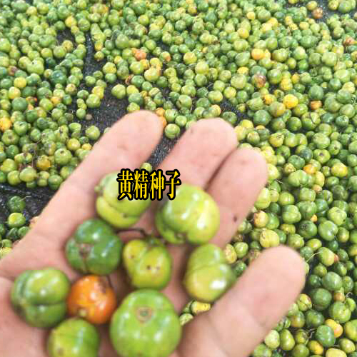 四川达州市渠县黄精小苗多少钱?