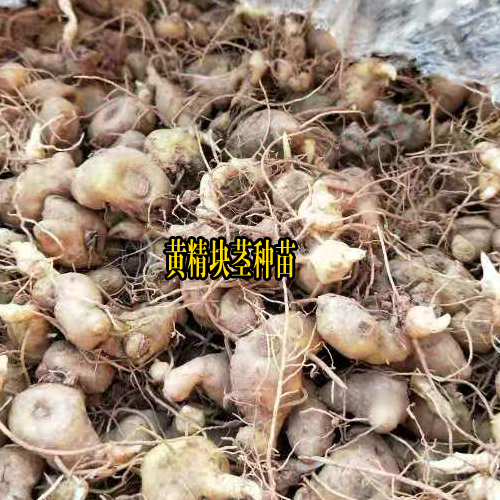 湖南邵阳市洞口县黄精种苗多少钱?