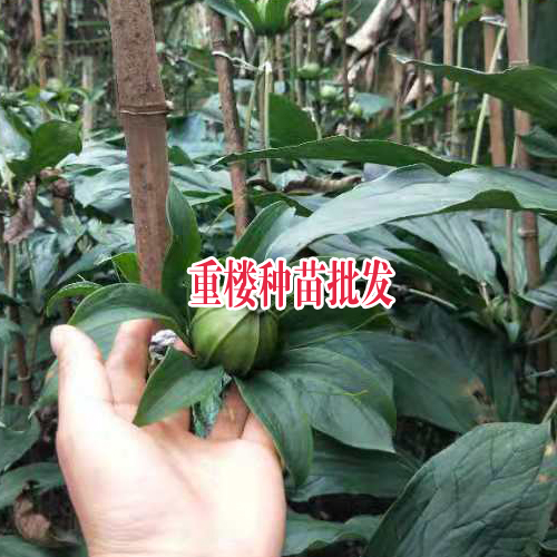 云南文山州马关县滇重楼苗多少钱?_14736739836