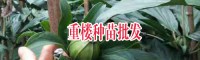 云南昆明市盘龙区滇重楼苗多少钱?_14736739836