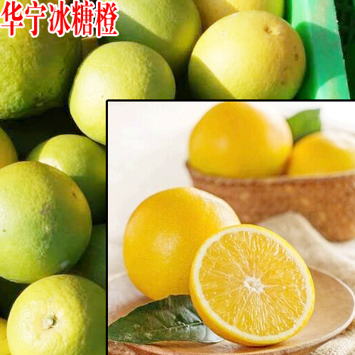 冰糖橙成熟时间_冰糖橙几月份成熟_冰糖橙什么时候成熟_