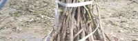 产区油用牡丹栽培技术_油用牡丹栽培种植户