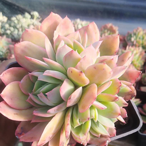 五十铃玉_五十铃玉(黄棒叶花)-