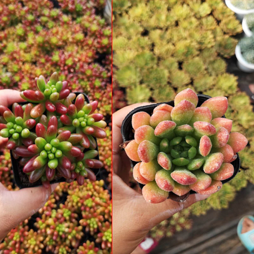 多肉播种_云南昆明多肉播种_