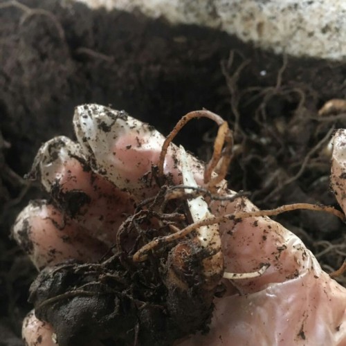重楼肥土管理_重楼种植如何肥土方法-