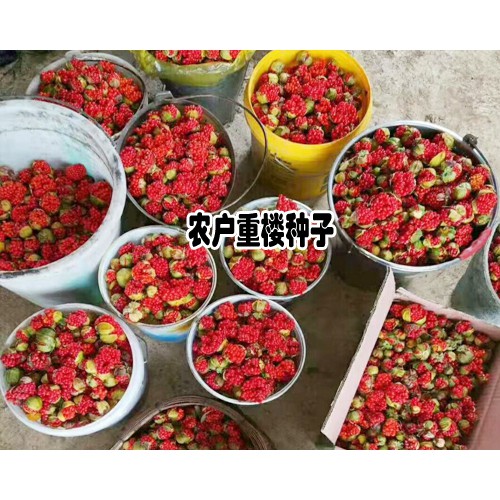 重楼种植投入产出比例介绍_