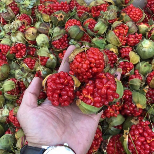 重楼种植周期怎么样?_5～6年亩产量在800公斤