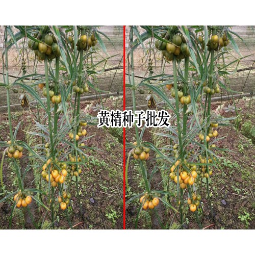 种黄精赚钱吗_昆明市禄劝县九龙乡滇黄精种植基