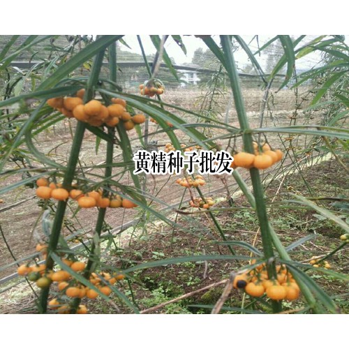 云南黄精种子_昆明滇黄精