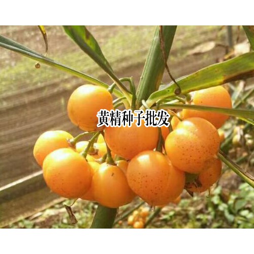 黄精种子_黄精种子价格问题
