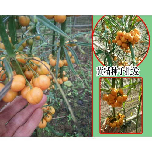 黄精种子什么时候成熟