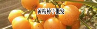 大量滇黄精生产上市,欢迎致电订购