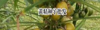 黄精种子什么时候成熟