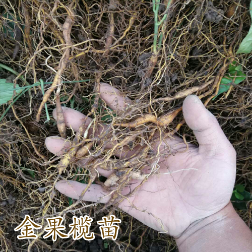 陕西金果榄_云南金果榄苗报价中心