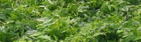 地苦胆 金果揽又叫地苦胆，金线吊葫芦和分根技术