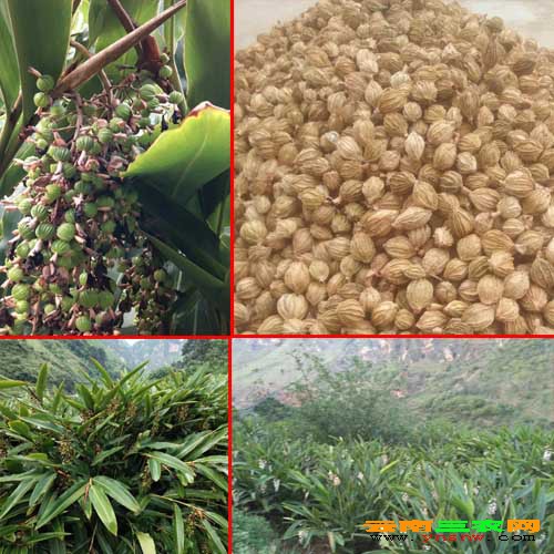 绿壳砂种植得了茎枯病怎么办?