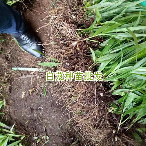 白芨价格表_会泽县思农种植有限公司白芨直播苗