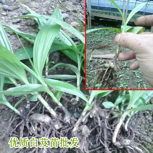 云南哪有白芨种苗出售_白芨苗多少钱一株