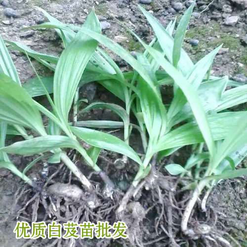 河南白芨种苗价格_15924791418