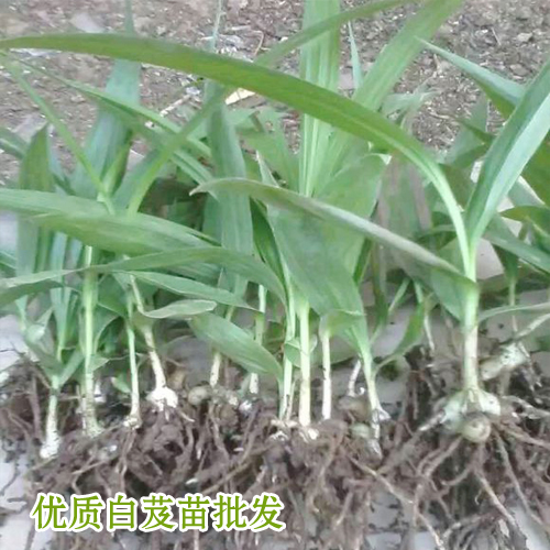 高产白芨能达多少?_会泽县思农种植有限公司