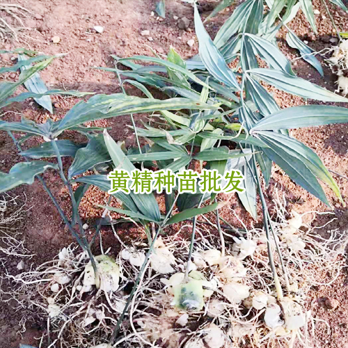 黄精种苗价格表_云南黄精小苗价格网-15924791418