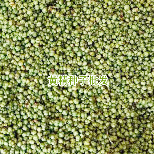 黄精种子成什么样（附图）