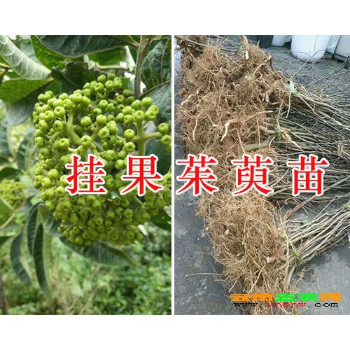 优质的吴茱萸苗报价-2年生茱萸苗价格/云南中药茱萸苗