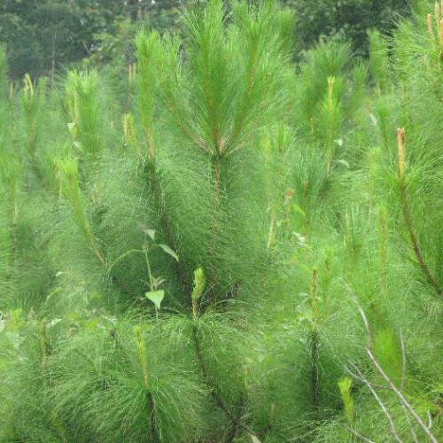 高产松脂_高产脂思茅松苗圃