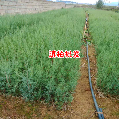 云南省滇柏树苗价格表_师宗县竹台青园林苗木基地