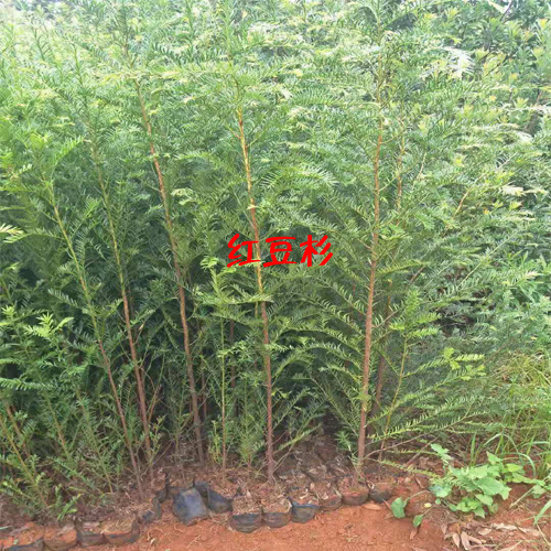 红豆杉苗_红豆杉的种子繁育技术