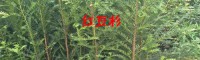 红豆杉树苗多少钱一棵?