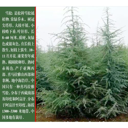 玉溪雪松苗圃:产地雪松价格,雪松小苗价格