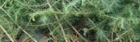 雪松建筑用材云南雪松树苗用途,雪松药用价值