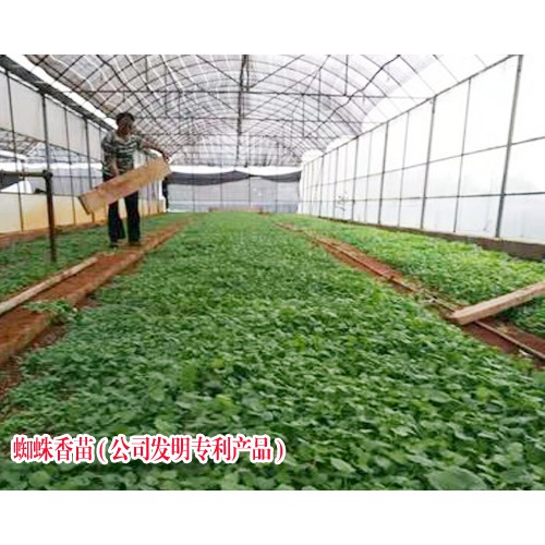 蜘蛛香能活血驱寒