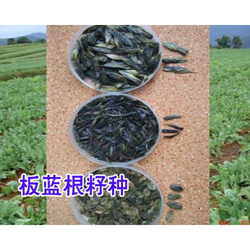 板蓝根早春播、春播、夏播和秋播有什么不同