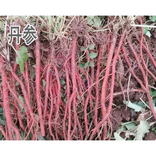 丹参种植每亩需要多少颗种子