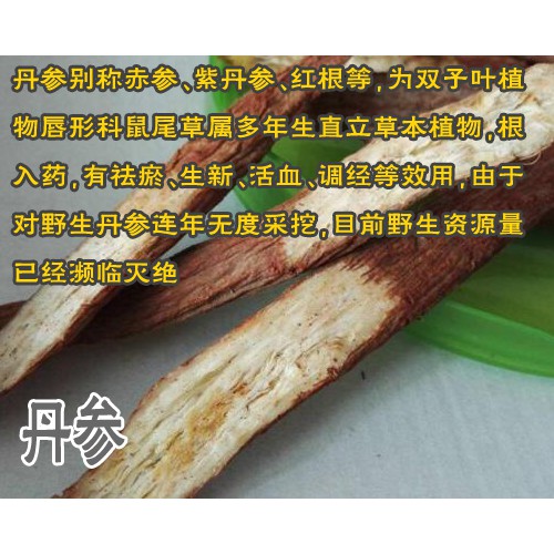丹参苗多少钱?_丹参苗多少一颗_云南生物开发有限公司