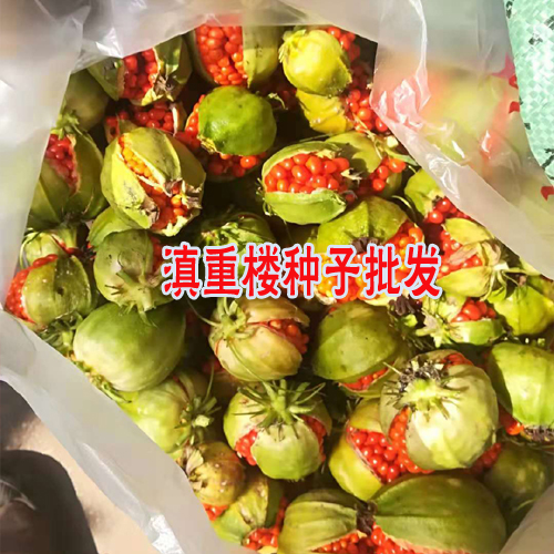 滇重楼种苗多少钱一棵?-重楼种苗4000颗