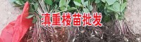 3年滇重楼苗图片_今日滇重楼苗行情