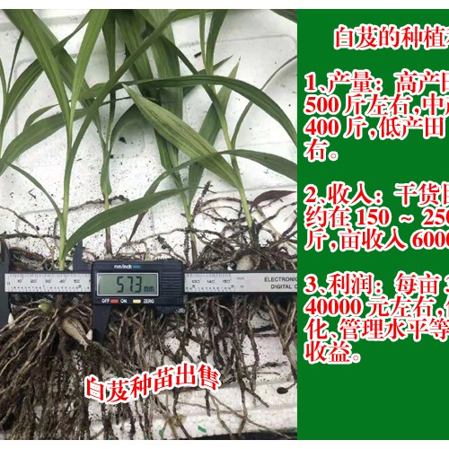 广东广州市花都区白芨苗的价格