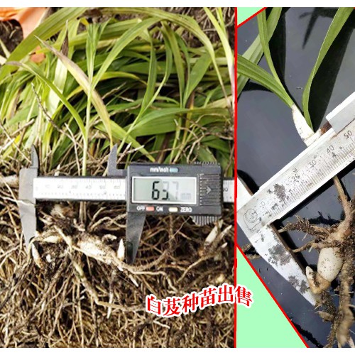在云南白芨一亩地载多少苗?种植时间
