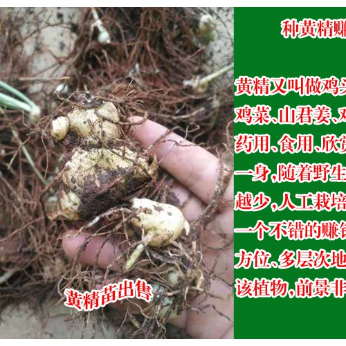 云南红河州建水县黄精种苗--1.5/棵,