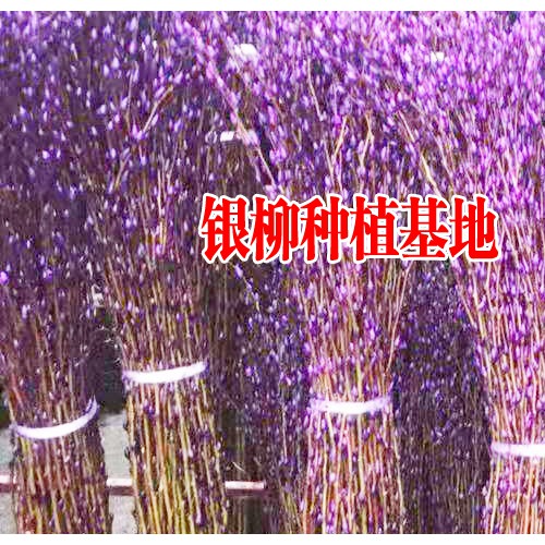 四川银柳基地_银柳怎么养才好富贵竹放家里哪个位置好