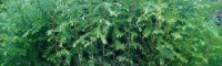供松茸、伏岑，银杏