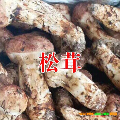 云南大理洱源都有哪些特产@洱源特产菌信息
