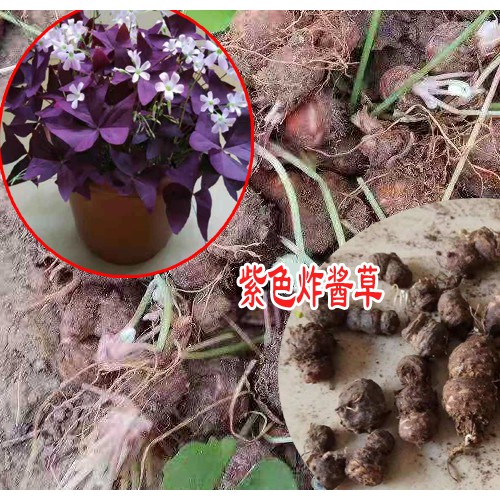 沭阳花卉苗木厂家是多少?