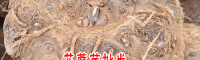 花魔芋_花魔芋对海拔的要求