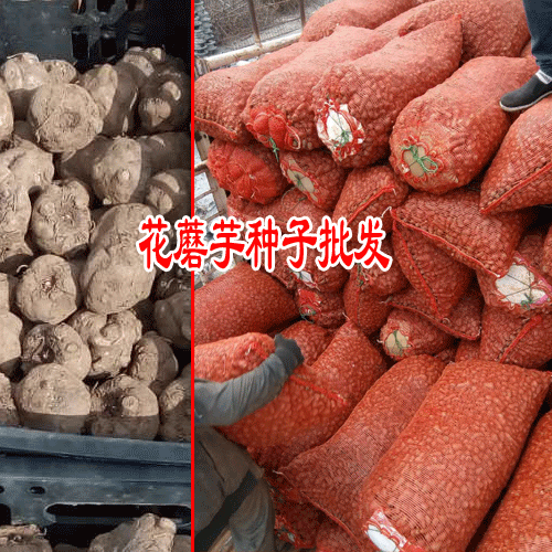 永胜魔芋种植基地_丽江魔芋扶贫项目
